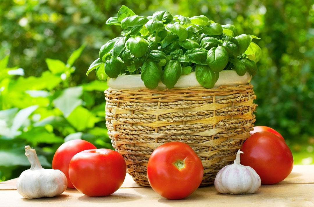 pot of basil
