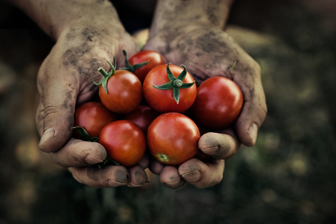 Tomatoes: The Complete Home Growing, Storage, Cooking, and Health Guide