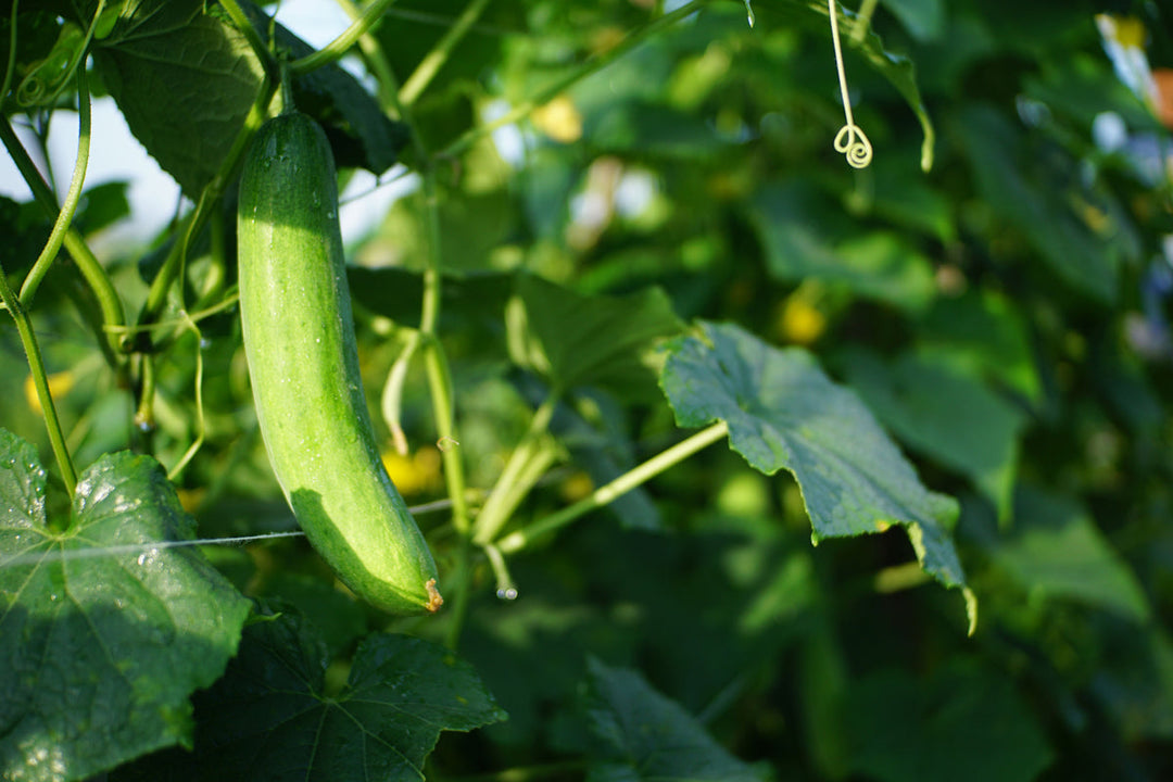 Growing Cucumbers