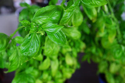 How to grow basil and other herbs from cuttings