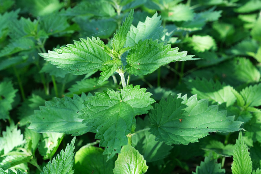 Nettles blog post