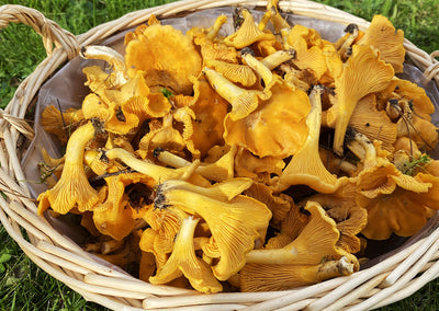 Il tesoro d'oro della salute: esplorare i benefici dei funghi gallinacci
