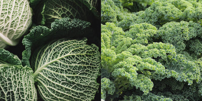 Exploring the World of Leafy Greens: A Comprehensive Guide to Kale and Cabbage