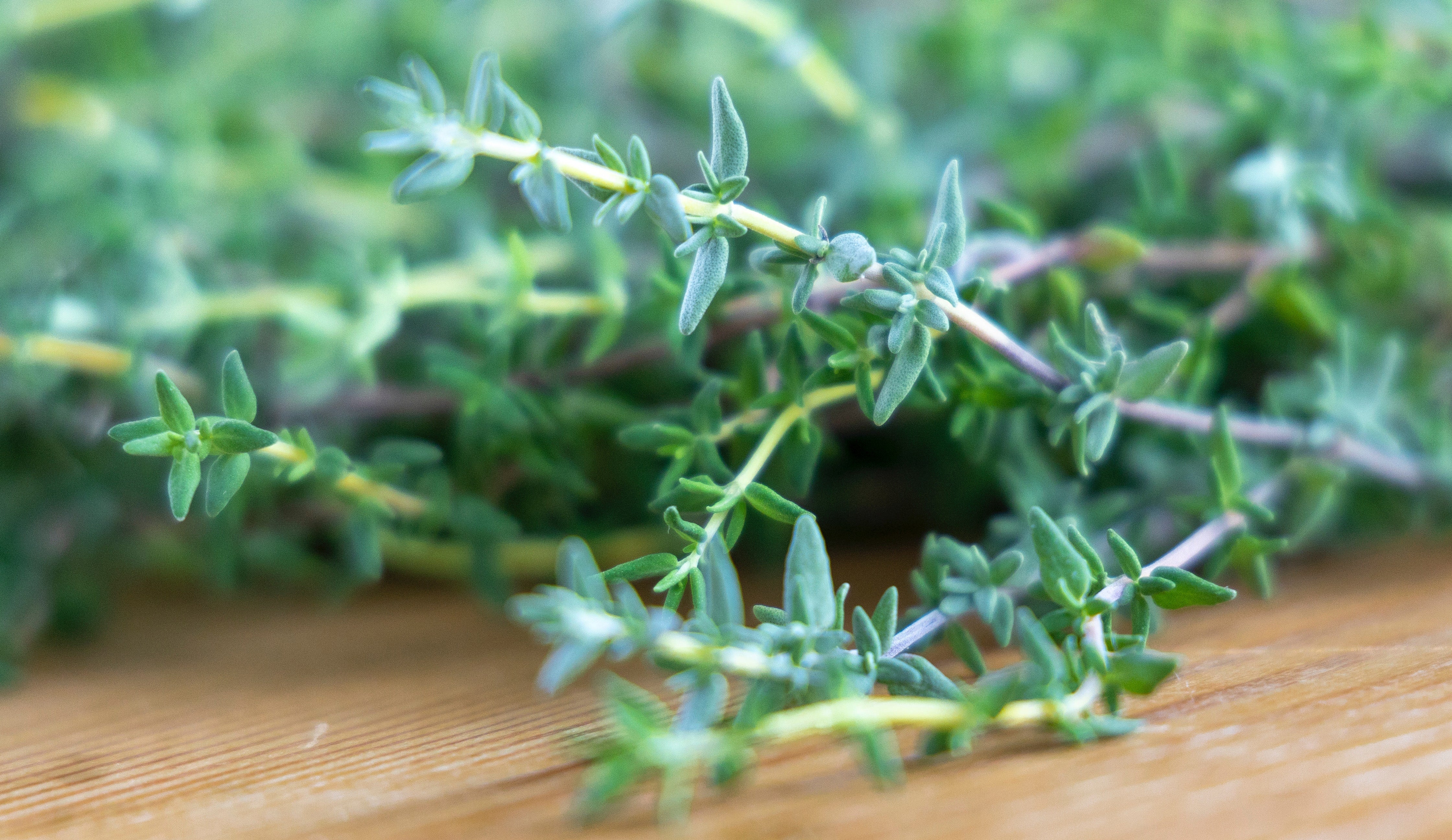 What is a spring of thyme? – Crucible Cookware